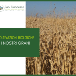 Coltivazioni biologiche - I nostri grani Azienda San Francesco Bio